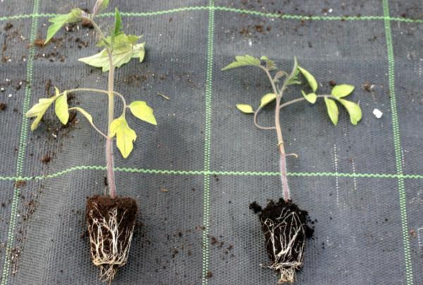 «Ecco come le micorrize migliorano la nutrizione della pianta»